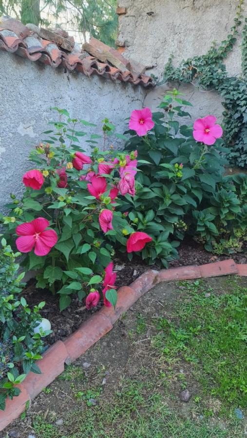 La Tana Dei Corgi Bed and Breakfast Moncrivello Εξωτερικό φωτογραφία